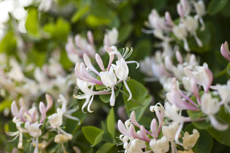 Making Use of Invasive Honeysuckle
